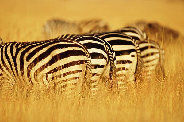 Burchellis zebras (Equus burchelli) standing in row in tall grass