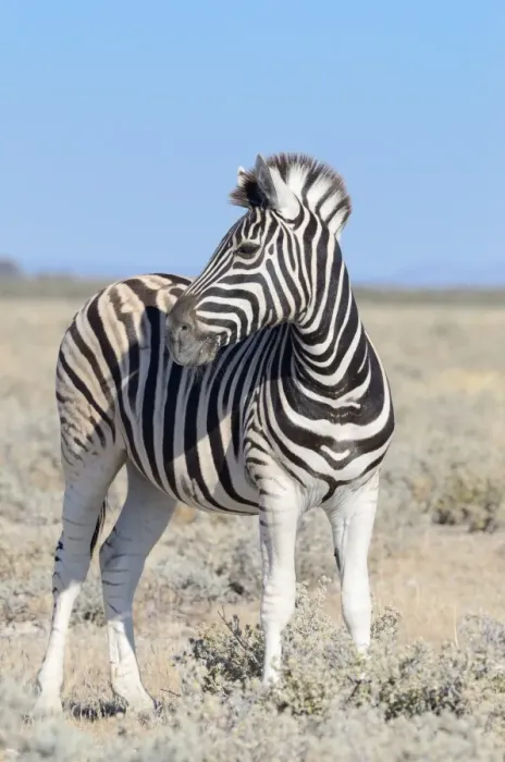 Framed Print : Burchells Zebra -Equus burchelli-, standing, Etosha National Park, Namibia