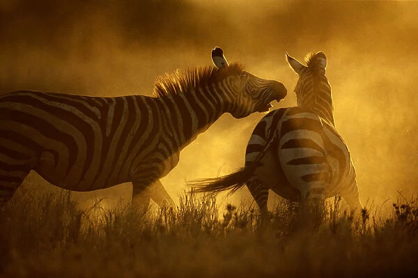 Two Burchells zebra (Equus burchelli) fighting