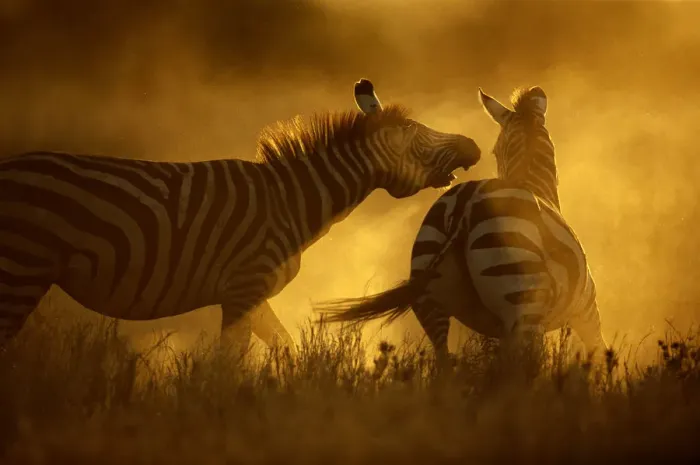 Framed Print : Two Burchells zebra (Equus burchelli) fighting Framed Print : Two Burchells zebra (Equus burchelli) fighting