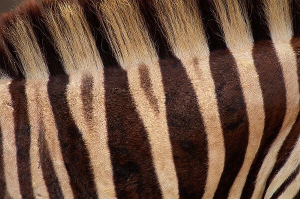Burchells zebra (Equus burchelli) Kenya, detail of stripes