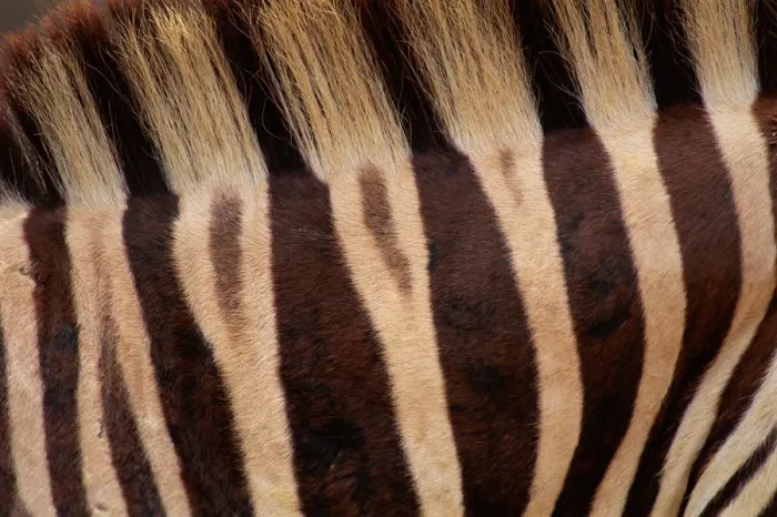Framed Print : Burchells zebra (Equus burchelli) Kenya, detail of stripes Framed Print : Burchells zebra (Equus burchelli) Kenya, detail of stripes