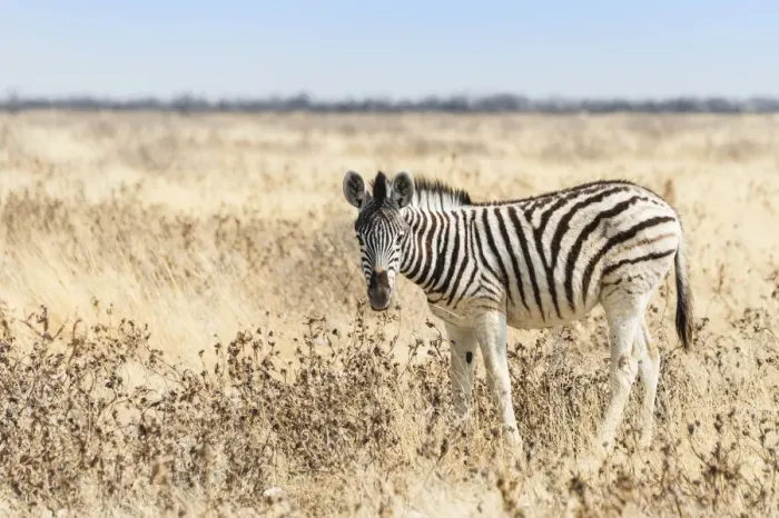 Framed Print : Burchells Zebra -Equus burchellii-, foal walking through grassland, Etosha National Park, Namibia