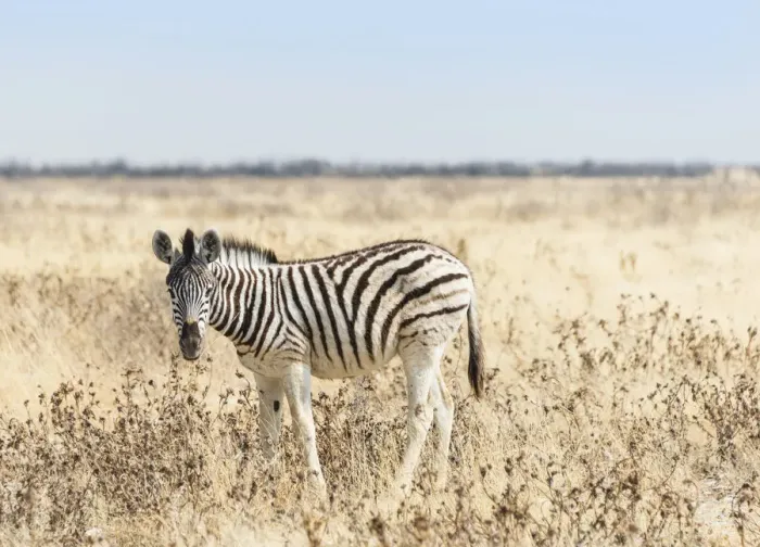Framed Print : Burchells Zebra -Equus burchellii-, foal walking through grassland, Etosha National Park, Namibia Framed Print : Burchells Zebra -Equus burchellii-, foal walking through grassland, Etosha National Park, Namibia