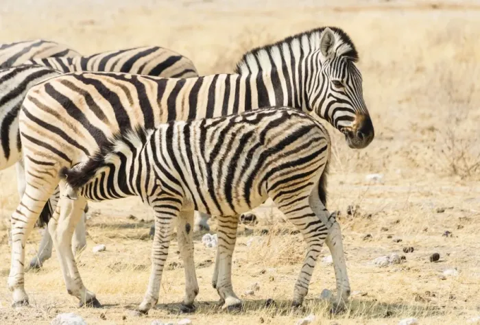 Framed Print : Burchells Zebra -Equus burchellii-, foal suckling, Etosha National Park, Namibia Framed Print : Burchells Zebra -Equus burchellii-, foal suckling, Etosha National Park, Namibia