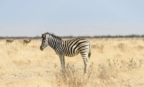 Burchells Zebra -Equus burchellii-, foal in the dry grassland, Etosha National Park, Namibia