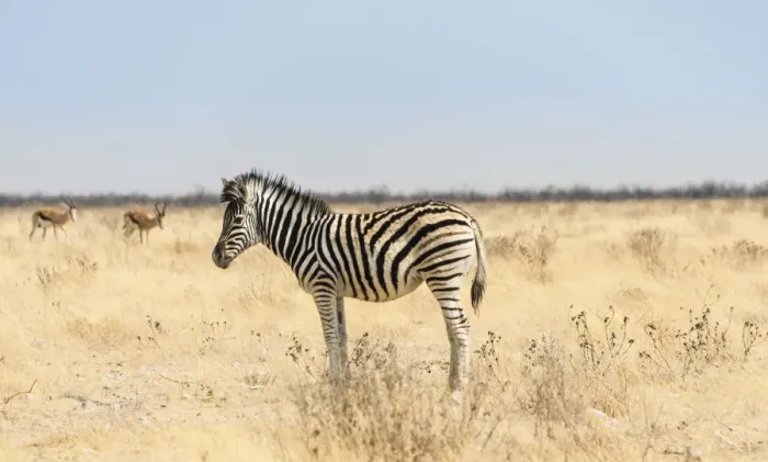 Framed Print : Burchells Zebra -Equus burchellii-, foal in the dry grassland, Etosha National Park, Namibia Framed Print : Burchells Zebra -Equus burchellii-, foal in the dry grassland, Etosha National Park, Namibia