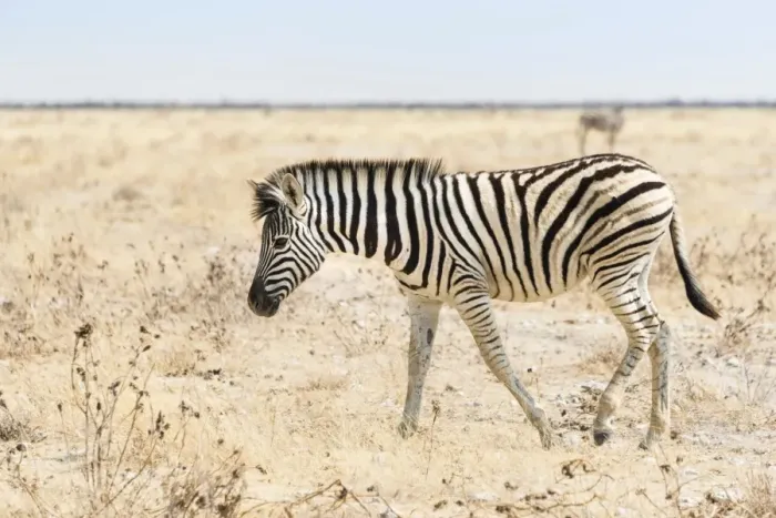 Framed Print : Burchells Zebra -Equus burchellii-, foal walking through grassland, Etosha National Park, Namibia Framed Print : Burchells Zebra -Equus burchellii-, foal walking through grassland, Etosha National Park, Namibia