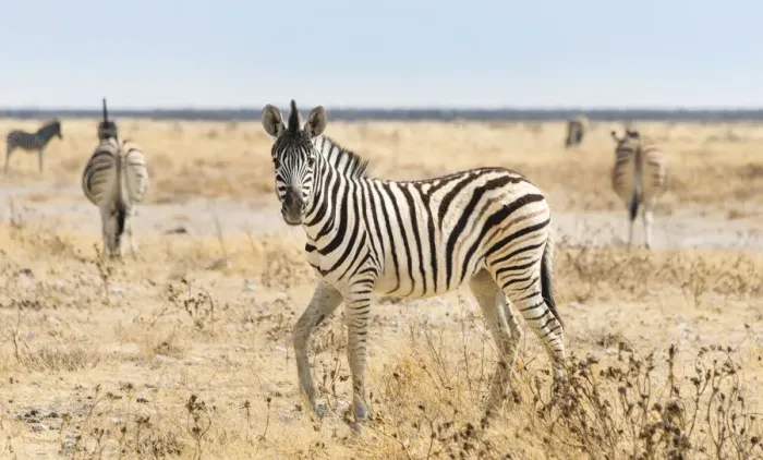 Framed Print : Burchells Zebra -Equus burchellii-, foal walking through grassland, Etosha National Park, Namibia Framed Print : Burchells Zebra -Equus burchellii-, foal walking through grassland, Etosha National Park, Namibia