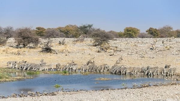 Burchells Zebra -Equus burchellii-, herd drinking at the Homob waterhole, Etosha National Park, Namibia