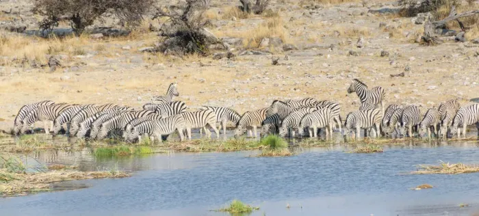 Framed Print : Burchells Zebra -Equus burchellii-, herd drinking at the Homob waterhole, Etosha National Park, Namibia Framed Print : Burchells Zebra -Equus burchellii-, herd drinking at the Homob waterhole, Etosha National Park, Namibia
