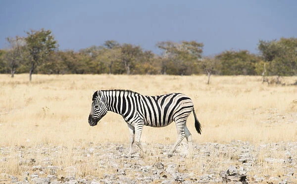 Burchells Zebra -Equus burchellii-, Etosha National Park, Namibia