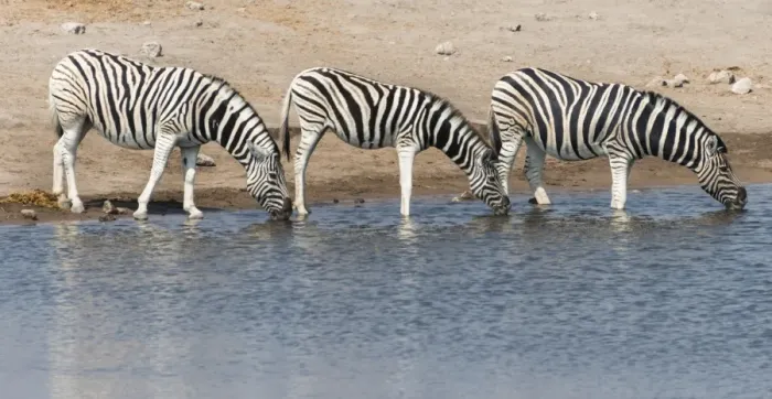 Framed Print : Burchells zebra -Equus burchellii- at Chudob waterhole, Etosha National Park, Namibia Framed Print : Burchells zebra -Equus burchellii- at Chudob waterhole, Etosha National Park, Namibia
