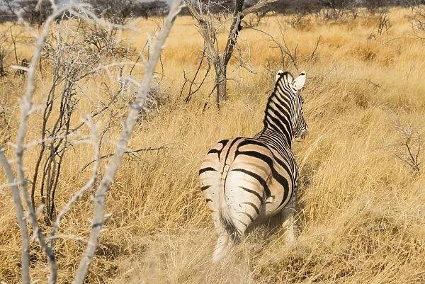 Burchells Zebra -Equus burchellii- in the dry grass, from behind, Etosha National Park, Namibia