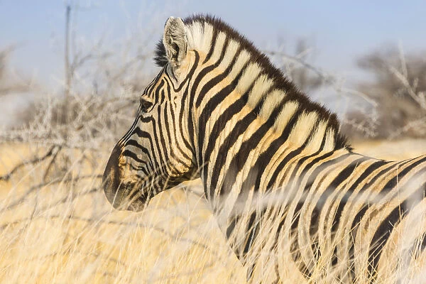 Burchells Zebra -Equus burchellii- in the dry grass, Etosha National Park, Namibia