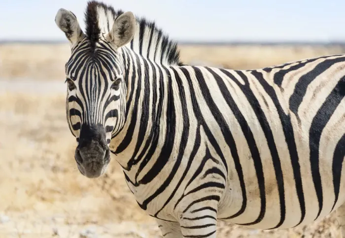 Framed Print : Burchells Zebra -Equus burchellii- in the dry steppe, Etosha National Park, Namibia Framed Print : Burchells Zebra -Equus burchellii- in the dry steppe, Etosha National Park, Namibia