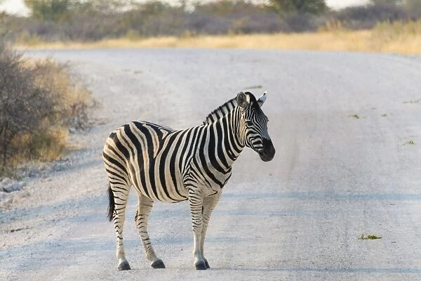 Burchells Zebra -Equus burchellii- on a road, Etosha National Park, Namibia