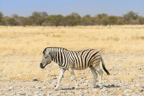 Burchells Zebra -Equus burchellii- walking through dry steppe, Etosha National Park, Namibia