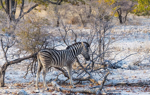 Burchells Zebra -Equus burchellii- young in bushland, Etosha National Park, Namibia
