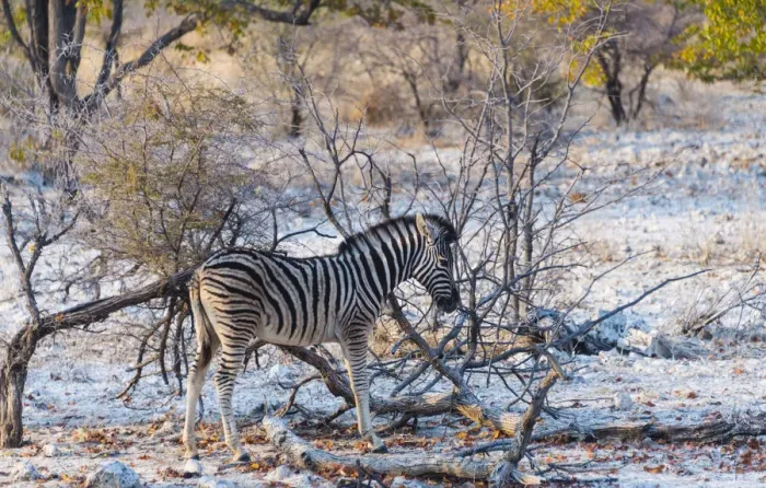 Framed Print : Burchells Zebra -Equus burchellii- young in bushland, Etosha National Park, Namibia Framed Print : Burchells Zebra -Equus burchellii- young in bushland, Etosha National Park, Namibia