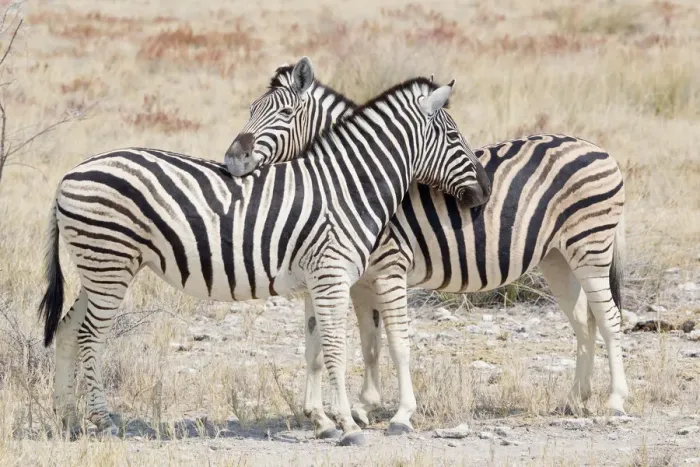 Framed Print : Two Burchells zebra -Equus quagga-, Etosha National Park, Namibia Framed Print : Two Burchells zebra -Equus quagga-, Etosha National Park, Namibia