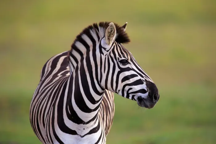 Framed Print : Burchells Zebra -Equus quagga burchelli-, adult, Addo Elephant National Park, Eastern Cape, South Africa