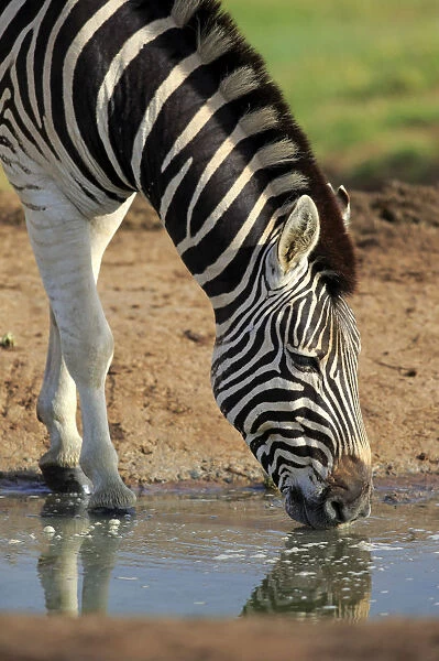 Burchells Zebra -Equus quagga burchelli-, adult at the water, drinking, Addo Elephant National Park, Eastern Cape, South Africa
