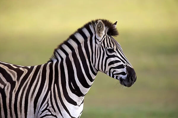 Burchells Zebra -Equus quagga burchelli-, adult, Addo Elephant National Park, Eastern Cape, South Africa
