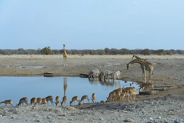 Burchells Zebra -Equus quagga burchellii-, Giraffes -Giraffa camelopardis- Blacked-faced Impalas -Aepyceros melampus petersi- drinking at the Chudop waterhole, Etosha National Park, Namibia