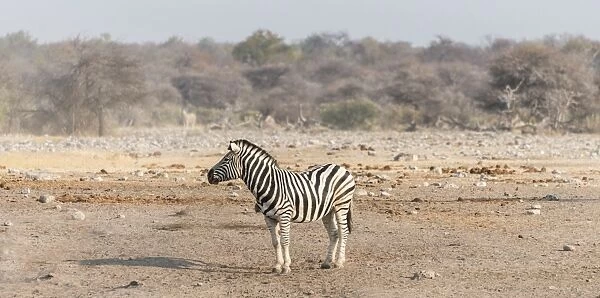 Burchells Zebra -Equus quagga burchellii-, Etosha National Park, Namibia