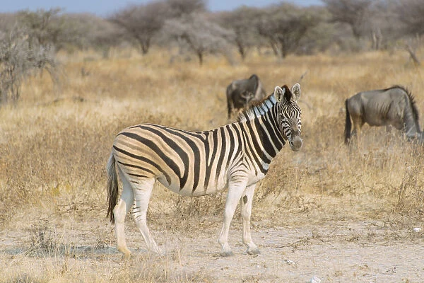 Burchells Zebra -Equus quagga burchellii- and Blue Wildebeest -Connochaetes taurinus-, Etosha National Park, Namibia