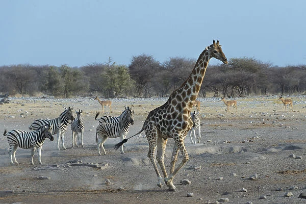 Burchells Zebra -Equus quagga burchellii- and a Giraffe -Giraffa camelopardis-, Etosha National Park, Namibia