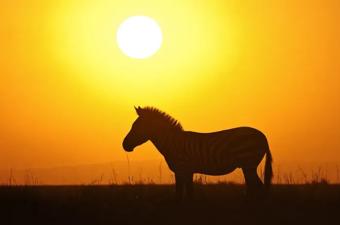 Framed Print : Burchells Zebra (Equus quagga burchellii) silhouetted by the sunrise, Masai Mara National Reserve, Kenya