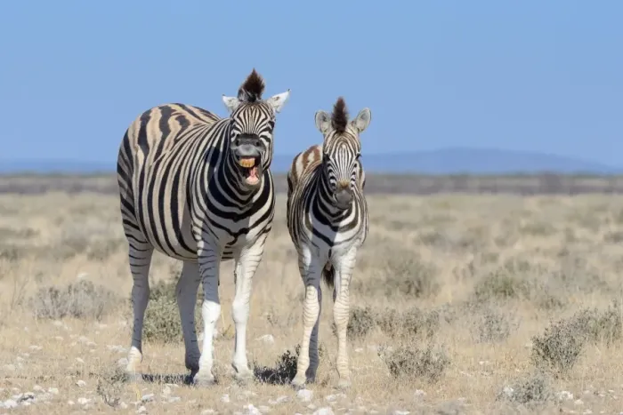 Framed Print : Burchells Zebras -Equus burchelli-, adult, whinnying, and foal, Etosha National Park, Namibia Framed Print : Burchells Zebras -Equus burchelli-, adult, whinnying, and foal, Etosha National Park, Namibia