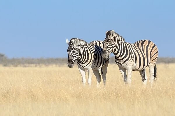 Burchells Zebras -Equus burchelli-, standing in dry grass, Etosha National Park, Namibia