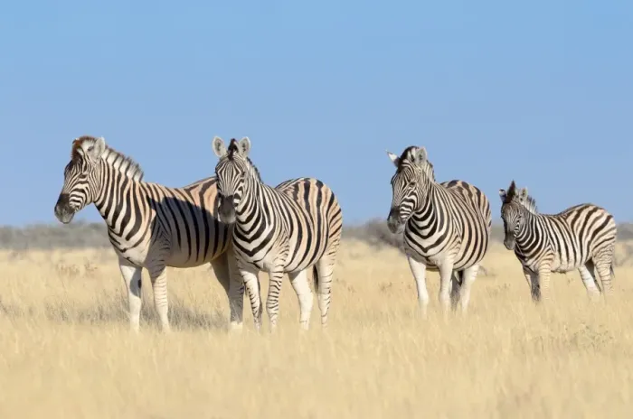 Framed Print : Burchells Zebras -Equus burchelli-, adults and foal, standing in dry grass, Etosha National Park, Namibia Framed Print : Burchells Zebras -Equus burchelli-, adults and foal, standing in dry grass, Etosha National Park, Namibia