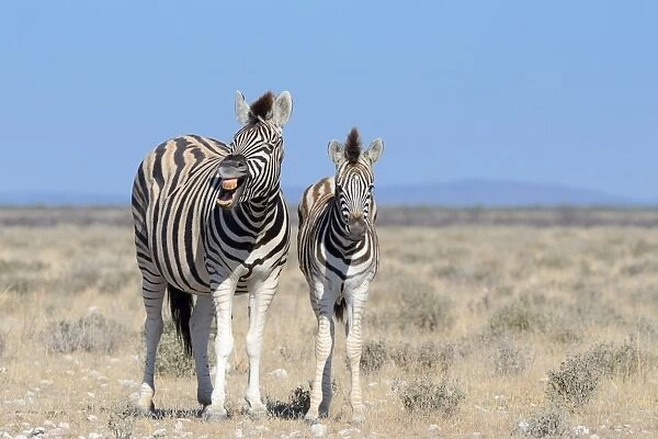Burchells Zebras -Equus burchelli-, adult, whinnying, and foal, Etosha National Park, Namibia