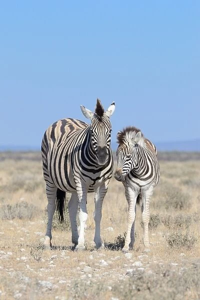 Burchells Zebras -Equus burchelli-, adult and foal, Etosha National Park, Namibia