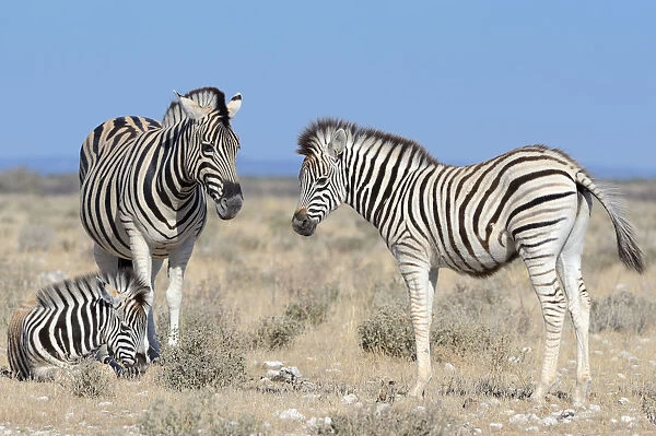 Burchells Zebras -Equus burchelli-, adult and foals, Etosha National Park, Namibia