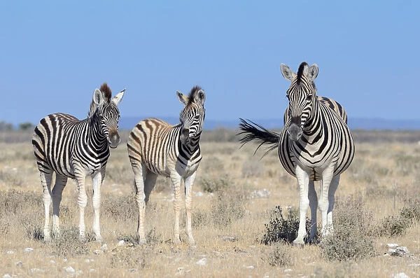 Burchells Zebras -Equus burchelli-, adult and foals, Etosha National Park, Namibia