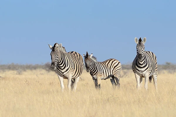 Burchells Zebras -Equus burchelli-, adults and foal, standing in dry grass, Etosha National Park, Namibia