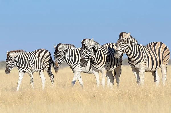 Burchells Zebras -Equus burchelli-, adults and foal, standing in dry grass, Etosha National Park, Namibia