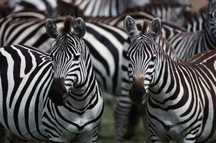 Framed Print : Burchells zebras (Equus burchelli), close-up Framed Print : Burchells zebras (Equus burchelli), close-up