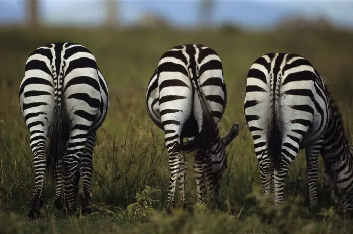 Framed Print : Three Burchells zebras (Equus burchelli) eating grass, Kenya Framed Print : Three Burchells zebras (Equus burchelli) eating grass, Kenya