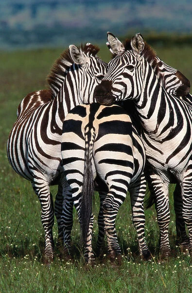 Burchells zebras (Equus burchelli) huddled together