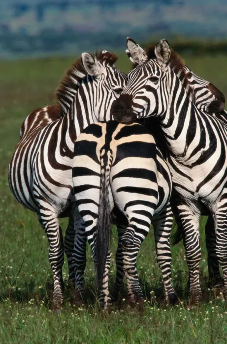 Framed Print : Burchells zebras (Equus burchelli) huddled together Framed Print : Burchells zebras (Equus burchelli) huddled together