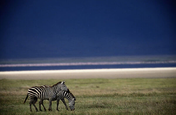 Burchells zebras (Equus BURCHELLI), TANZANIA