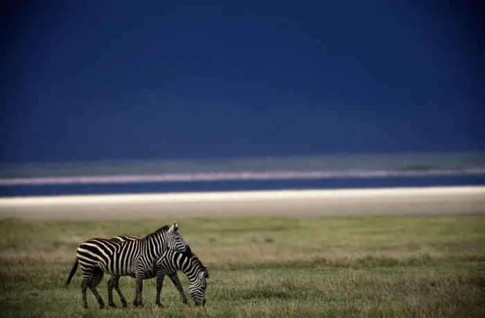 Framed Print : Burchells zebras (Equus BURCHELLI), TANZANIA Framed Print : Burchells zebras (Equus BURCHELLI), TANZANIA