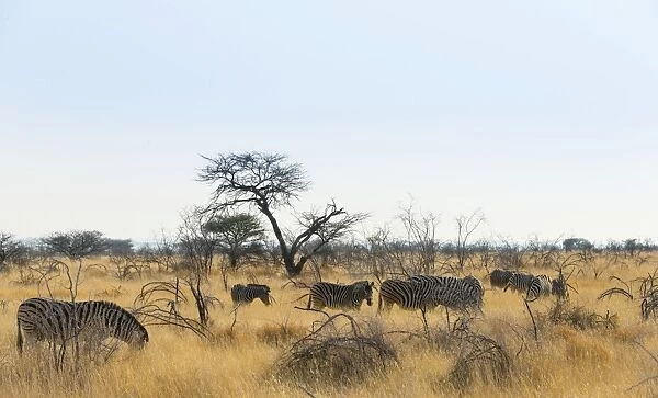 Burchells Zebras -Equus burchellii-, herd in the dry grass, Etosha National Park, Namibia