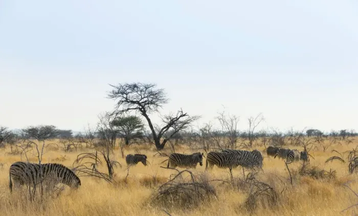 Framed Print : Burchells Zebras -Equus burchellii-, herd in the dry grass, Etosha National Park, Namibia